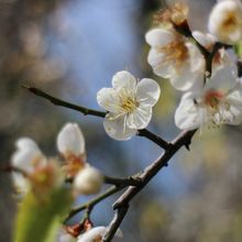 梅も見ごろでした