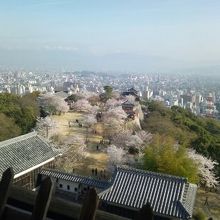 天守閣からの眺め　桜が綺麗でした！