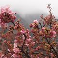2/22の河津桜はまだ二分咲き
