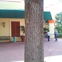 リスが至るところに居ます。