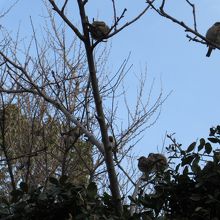 まるまるの雀さんが沢山なってます。^^