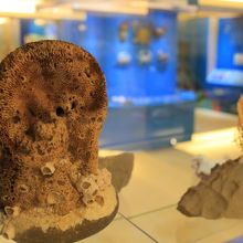 海洋植物の展示もありました