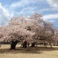 真鍋の桜 (真鍋小学校)