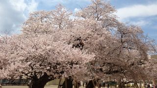 真鍋の桜 (真鍋小学校)