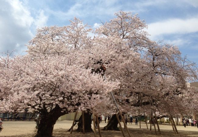 真鍋の桜 真鍋小学校 クチコミ アクセス 営業時間 土浦 フォートラベル