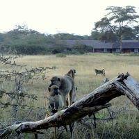 ロッジの敷地には猿達が!!