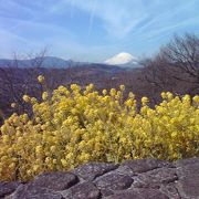 菜の花の向こうに富士山