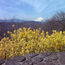 展望台からの富士