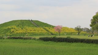 菜の花が綺麗でした