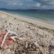 サンゴの「かけらも多い。
