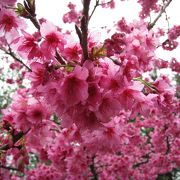 一足早い桜祭り