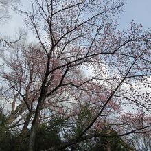 2月下旬はピンクの寒桜、社殿西側(2015.2撮影)