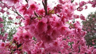 一足早い桜祭り