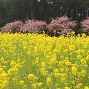 菜の花と桜のコラボ