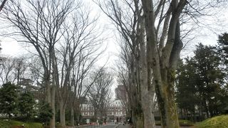 天をつくケヤキの大木が１４０本以上