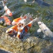 葉山しおさい公園