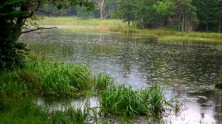 原生林の中の神秘の湖