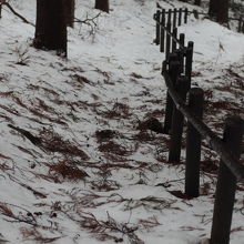 １４年３月５日、普通の年だと咲き始めるので行ってみたが・・・