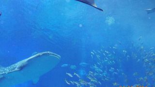 広くて楽しい美ら海水族館
