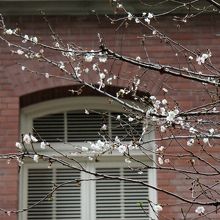 ジュウガツザクラ