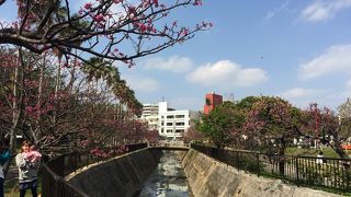 桜まつりをやっていました。