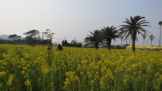 広い菜の花畑に感動します