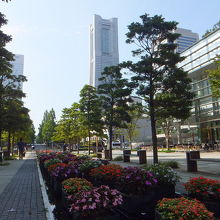 夏は水路にお花がいっぱい