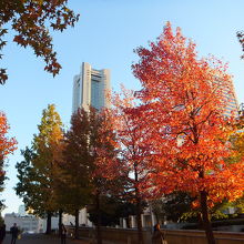 ランドマークタワーも見えます