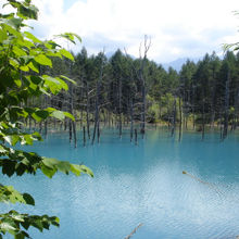 青い池 景観