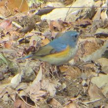 青い鳥・ルリビタキ。