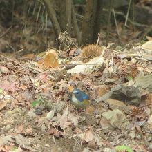 地面に降りて。