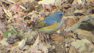 ついにルリビタキ登場‼‼