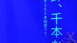 おとなの水族館。