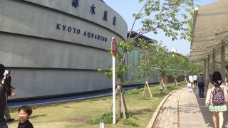 サンショウウオがすごい