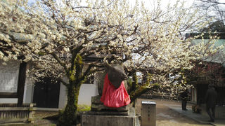 梅の見頃です。