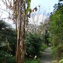 芭蕉（バナナ）