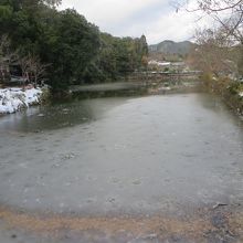 野鳥が一羽もいません。