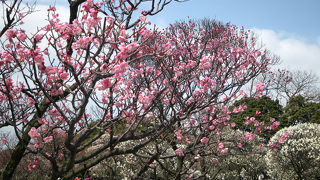 梅林で有名な公園