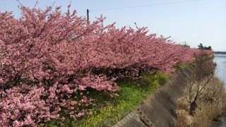 ２月でも桜満開