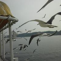 浄土ヶ浜のうみねこ