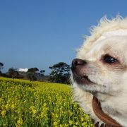 菜の花圧巻です