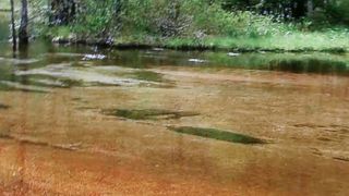 水が透き通っています。