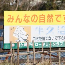 白鳥がたくさん