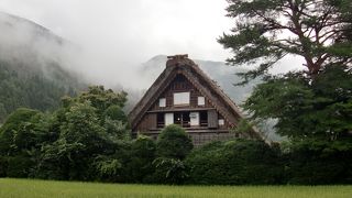 雨にしなびた姿も良いですね！