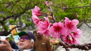 桜の城(グスク)もキレイ