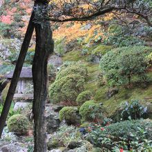 部屋から見たお庭