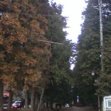 見事な杉並木です。