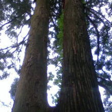 このような巨木を見ることができます