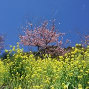 菜の花と桜の競演