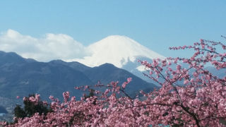 富士山と桜のショット！素晴らしいです